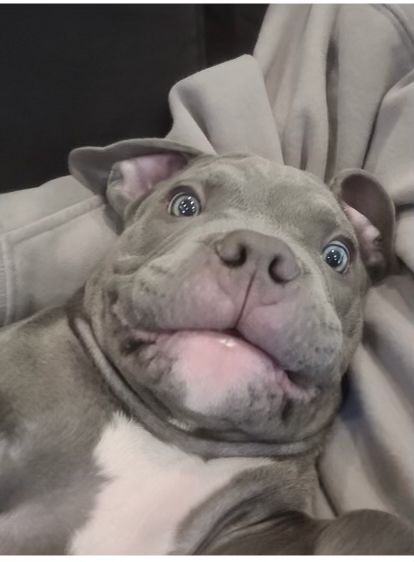 a gray and white dog laying on top of a bed