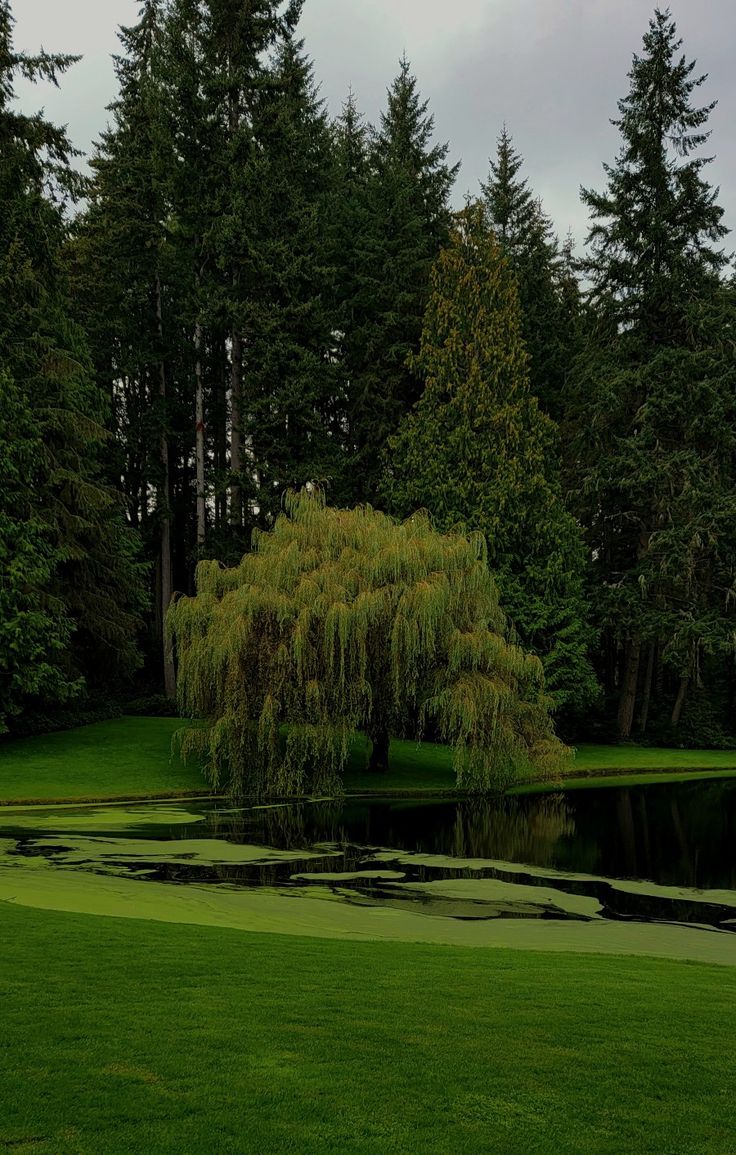 a large tree sitting in the middle of a lush green field next to a lake