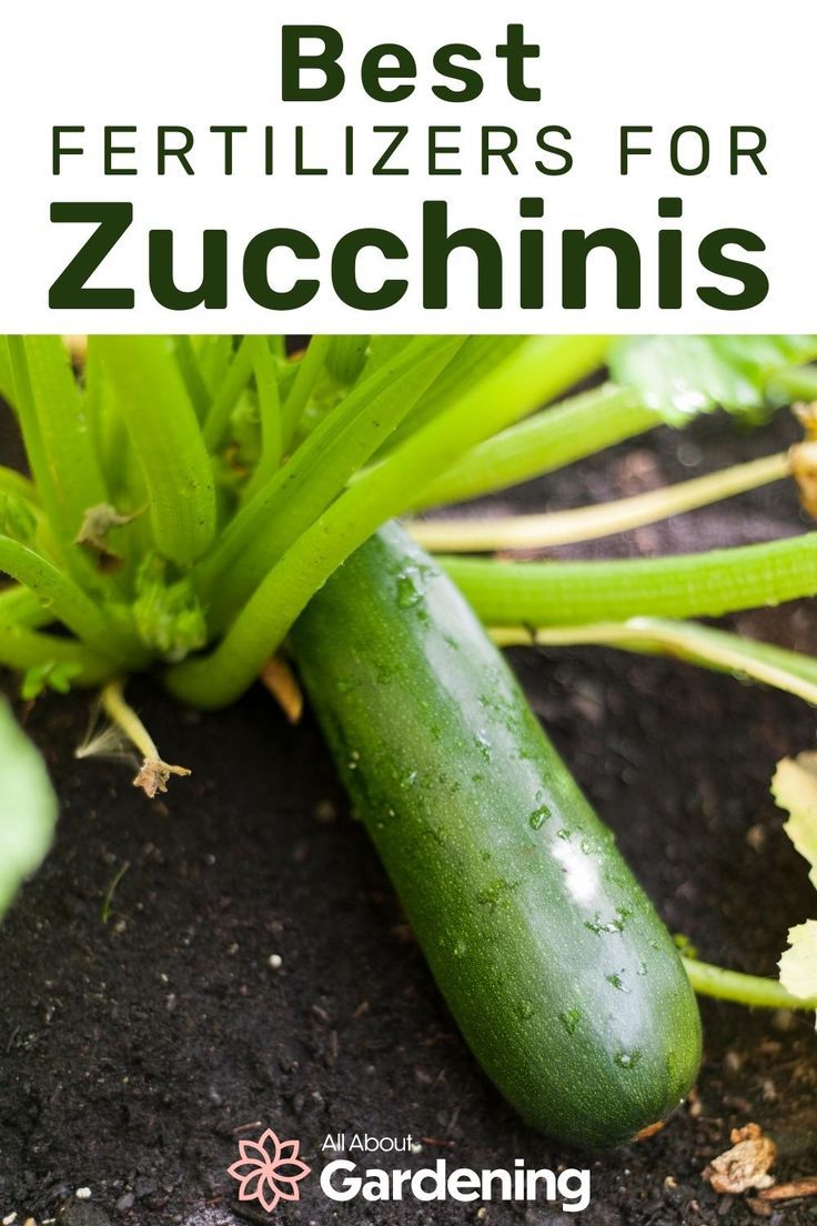 the best fertilizers for zucchini's are in this garden