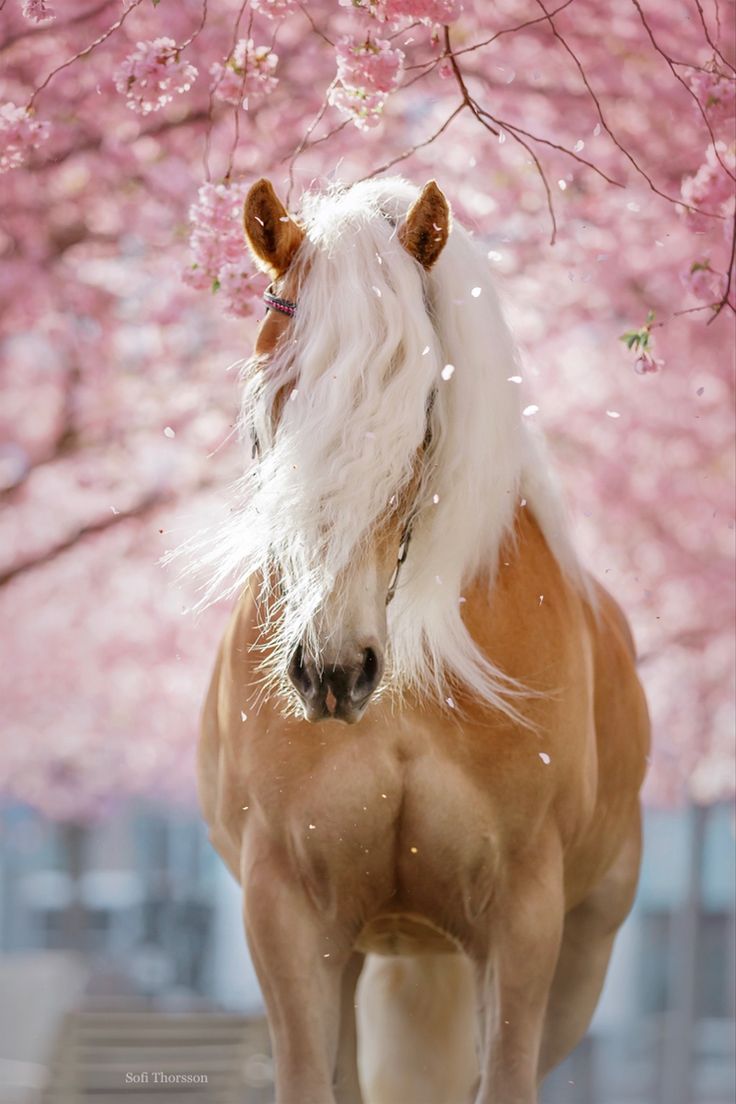 a brown and white horse standing in front of a tree with pink flowers on it