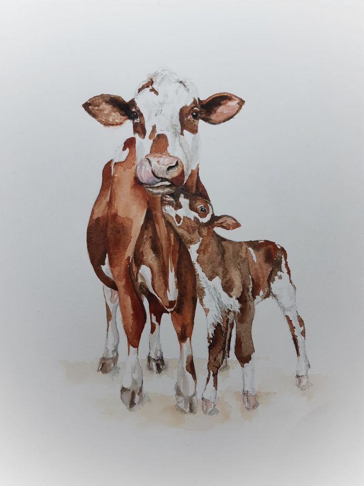 two brown and white cows standing next to each other