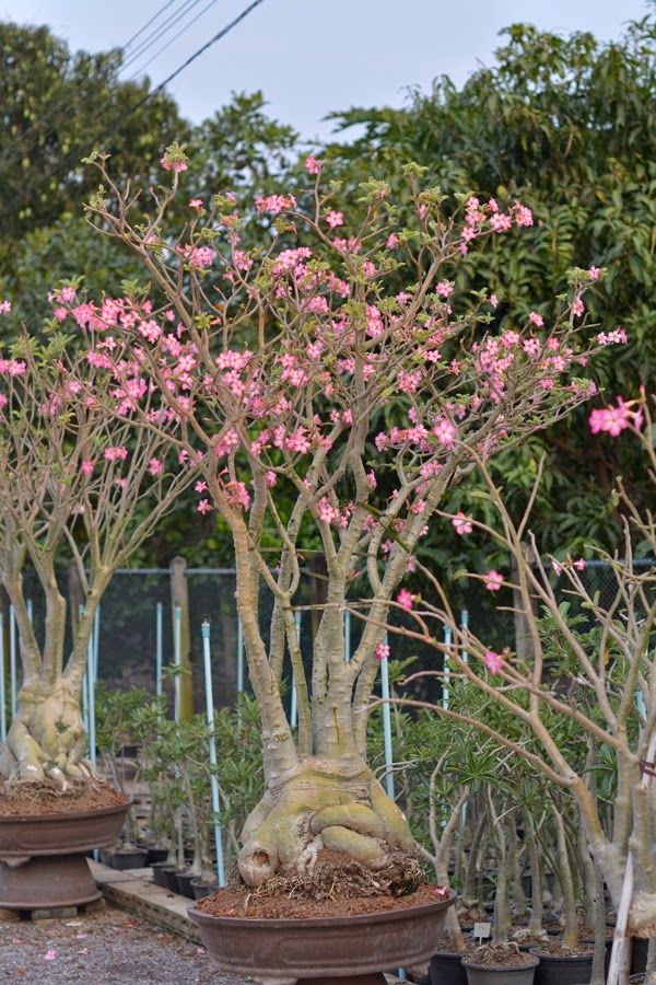 several bonsai trees in pots with pink flowers on the top and one tree behind them