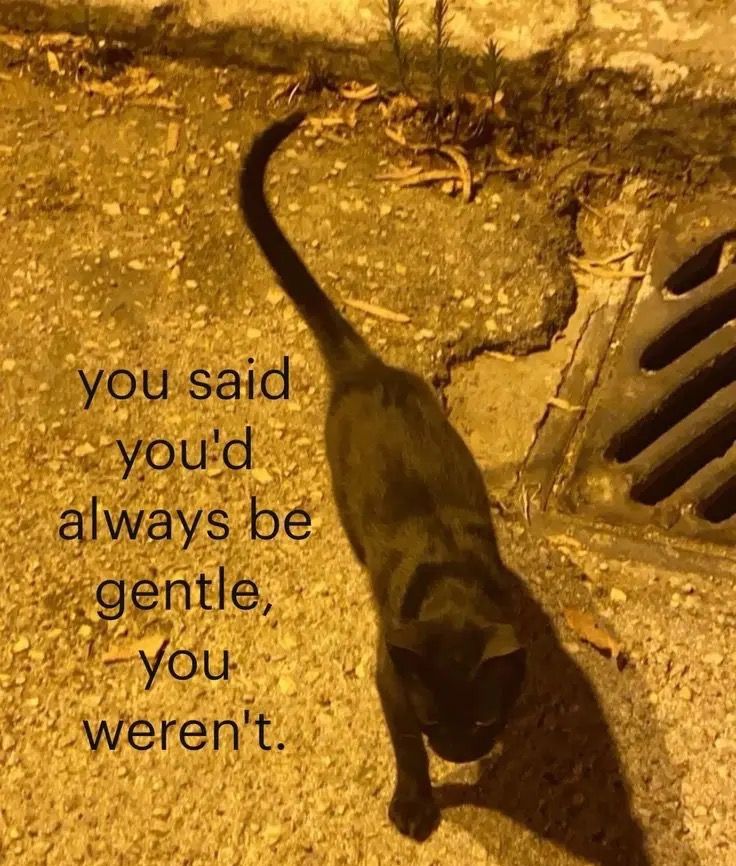 a black cat walking across a sidewalk next to a drain grate with the words you said you'd always be gentle, you weren