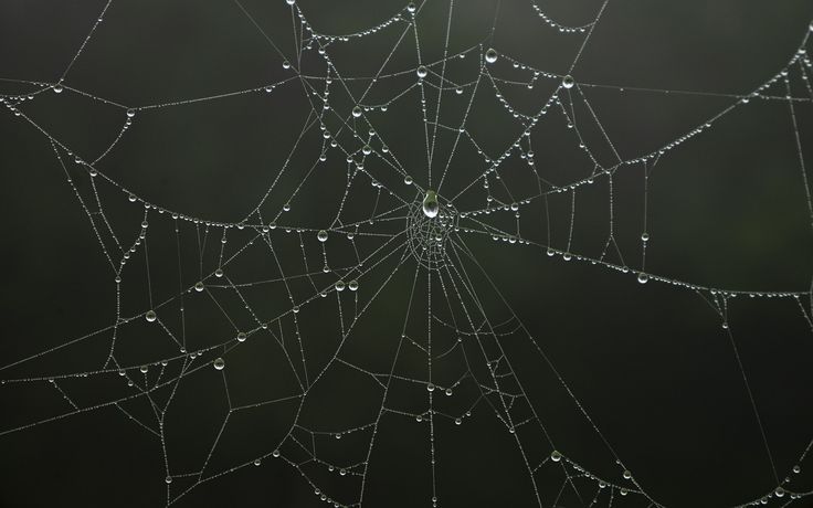 dew covered spider web with drops of water on it's back droplet and dark background