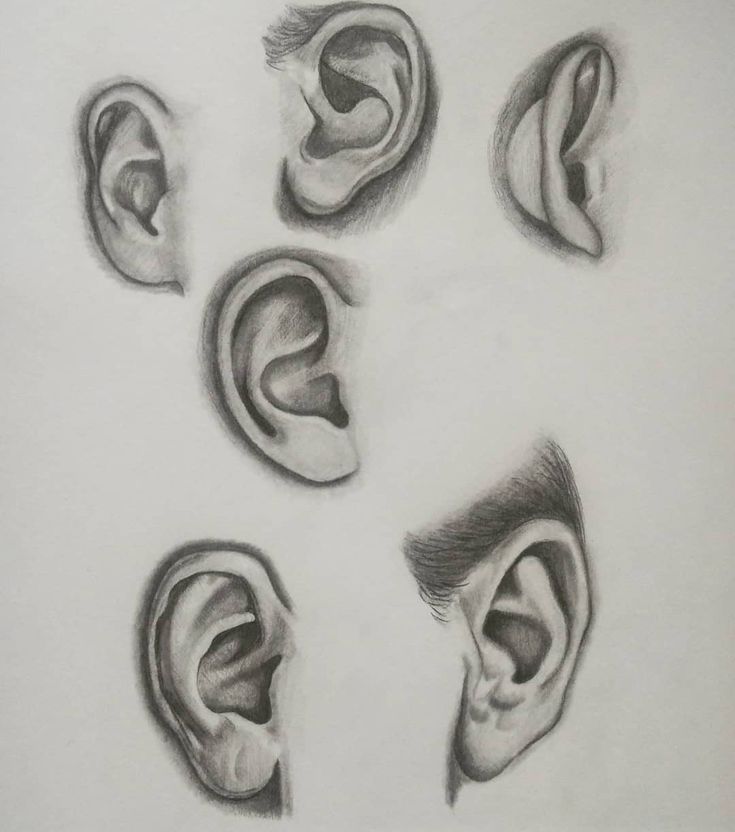 four different types of ears drawn in pencil