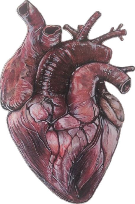 Using colored pencils, white markers and black markers this anatomical heart was drawn Anatomical Heart Drawing, Green Aesthetic Tumblr, A Level Art Sketchbook, Scrapbook Items, Heart Drawing, Heart Painting, Anatomical Heart, Art Theme, Ap Art