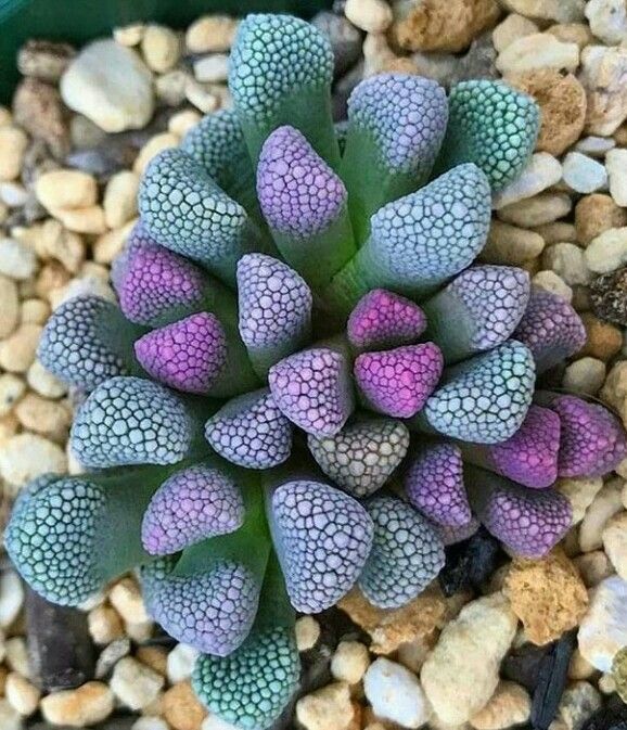 a purple and green plant sitting on top of gravel