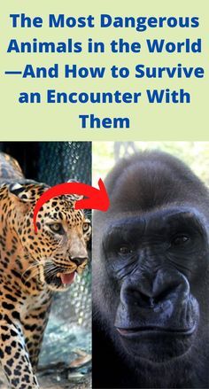 the most dangerous animals in the world - and how to survive an encounter with them