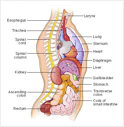 the anatomy of the human body with labels on each side and labeled in different parts