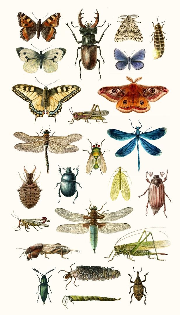 many different types of bugs and insects