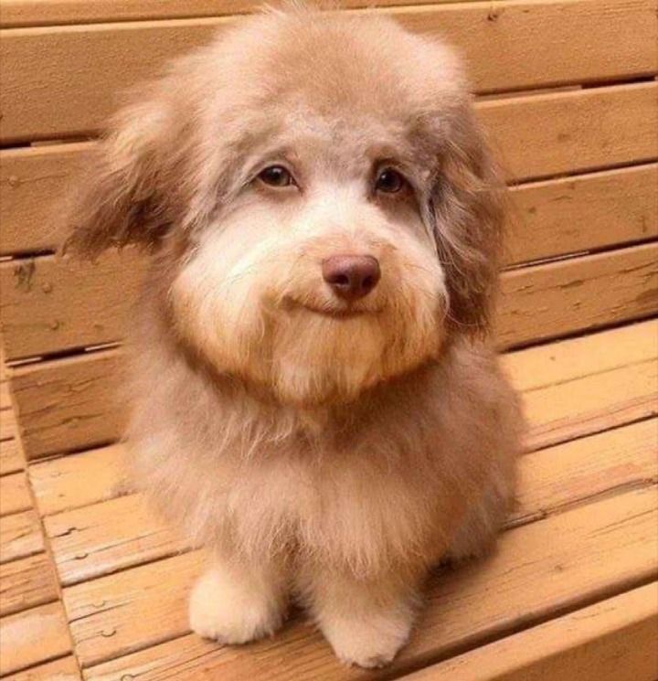 a small dog sitting on top of a wooden bench