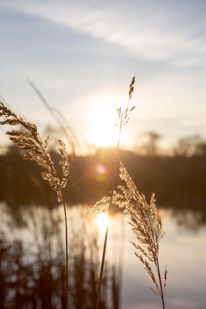 the sun shines brightly behind some tall grass near a body of water with reeds in front of it