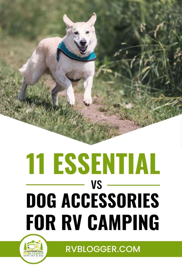 a white dog running across a field with the title 11 essential dog accessories for rv camping