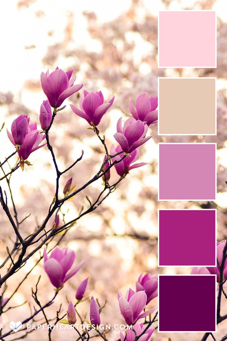 Photo of magnolia blooming in spring with a color palette overlay in shades of pink and tan by Paper Heart Design Red And Gold Palette Colour Schemes, Pink Color Palette Combination, Summer Floral Color Palette, Brand Kit Color Palette, Color Contrast Combination, Branding Color Palette Colour Schemes, Pink Color Combos, Valentine Color Palette, Couleur Feng Shui