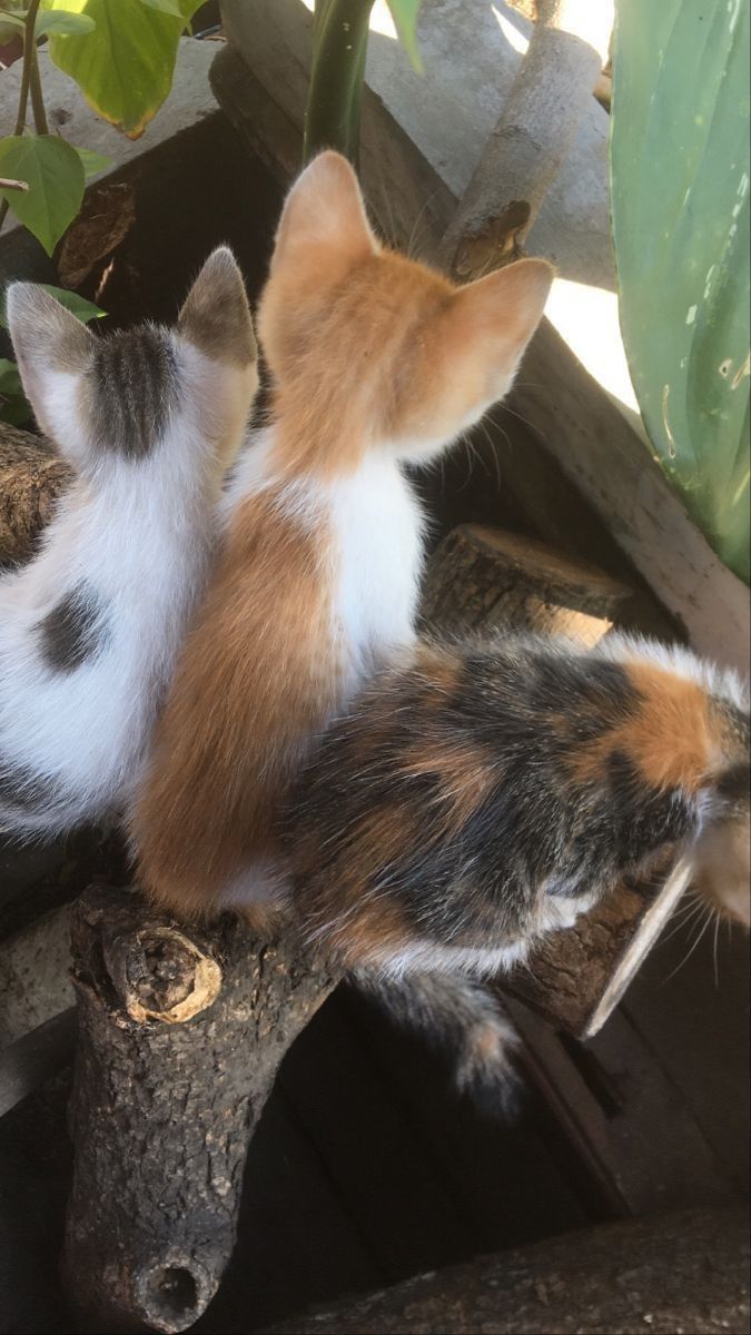 two kittens are playing with each other on a tree branch in front of some plants