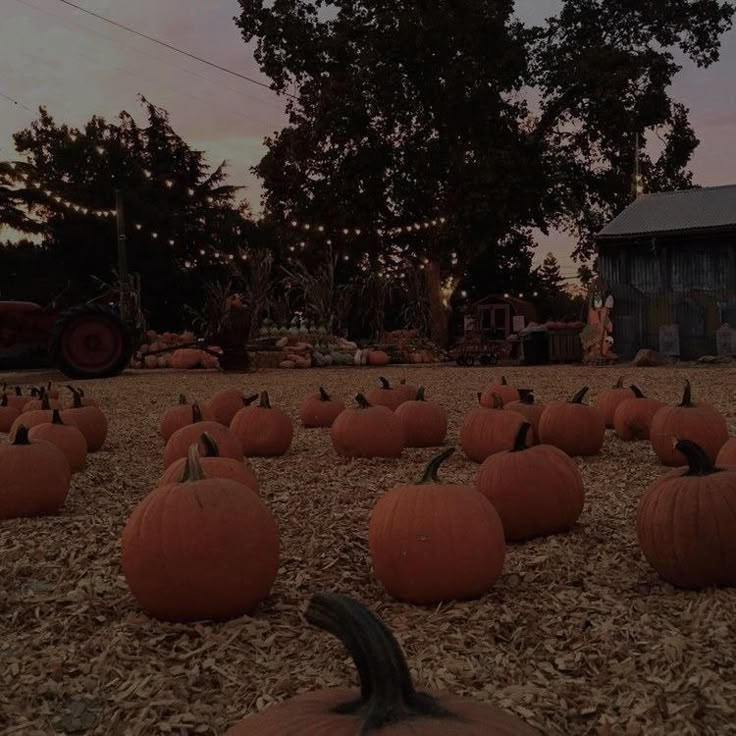 many pumpkins are laying on the ground in front of a barn at night time