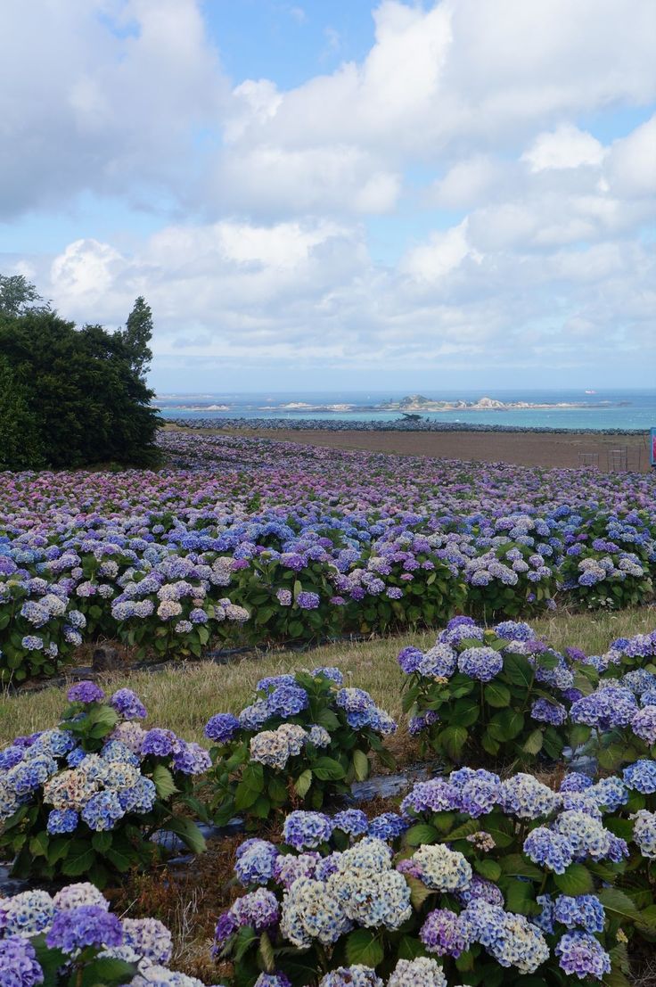 a field full of purple and white flowers under a blue sky with clouds in the background