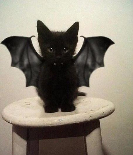 a small black kitten sitting on top of a stool with a bat shaped wing attached to it's back