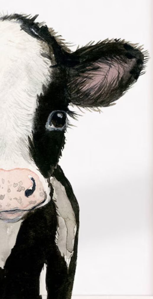 a black and white cow is looking at the camera while standing in front of a white background