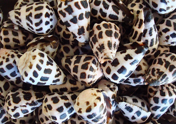 many different types of animal prints are arranged in a pile on the table, including one that is brown and white