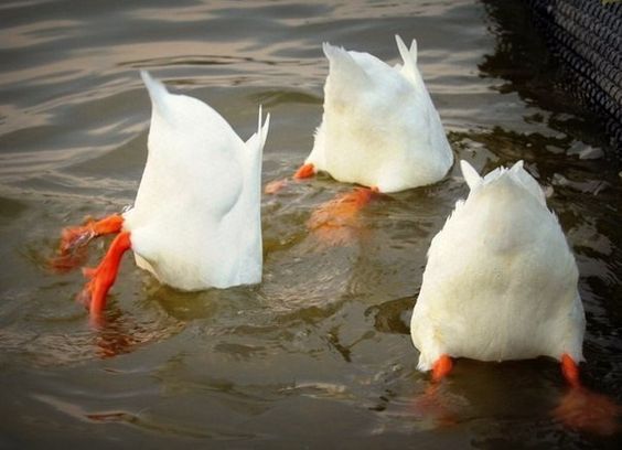 three white ducks are swimming in the water