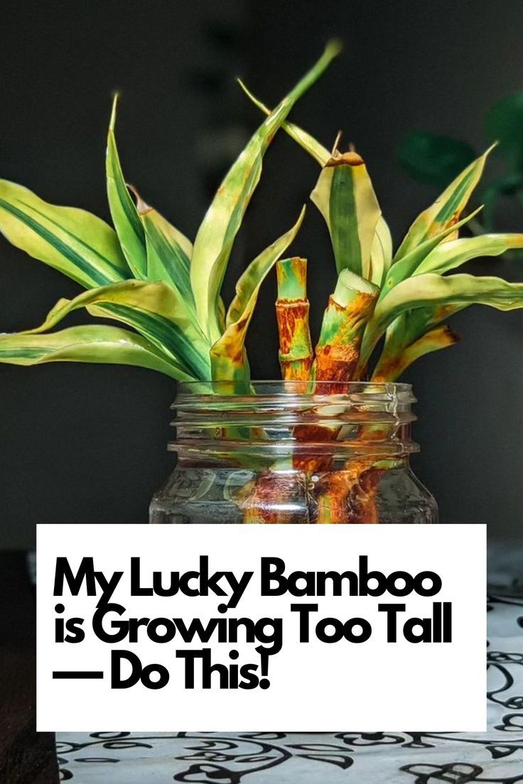 Dive into the world of Lucky Bamboo care with our expert insights on managing excessive growth. From pruning techniques to maintaining the perfect height, we've got you covered. Elevate your indoor gardening game with these essential tips. Ready to keep your Lucky Bamboo thriving at the right height? Dive in and uncover the secrets to balanced growth! IG Photo by: plants_cabin Repotting Bamboo Plants, Tall Bamboo Plant Indoor, Bamboo Care Houseplant, How To Grow Bamboo Indoors, Lucky Bamboo Propagation, Growing Bamboo Indoors, Lucky Bamboo In Water, Bamboo Plant Indoor, Lucky Bamboo Care