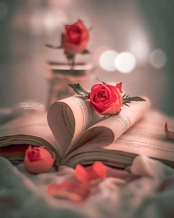 an open book with two red roses on top of it, sitting on a bed