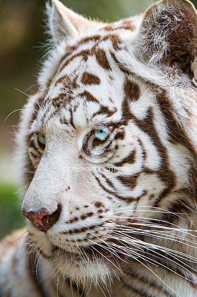 a close up of a white tiger with blue eyes