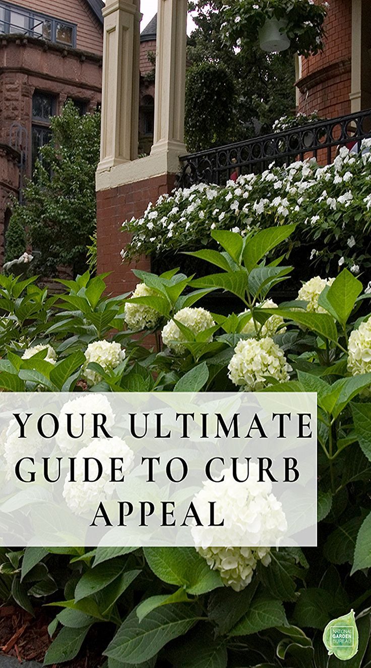 white flowers in front of a building with the words your ultimate guide to curb appeal