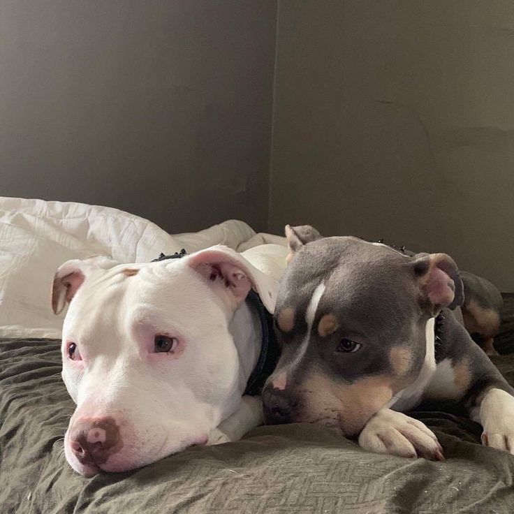 two dogs laying on top of a bed next to each other, one is white and the other is brown