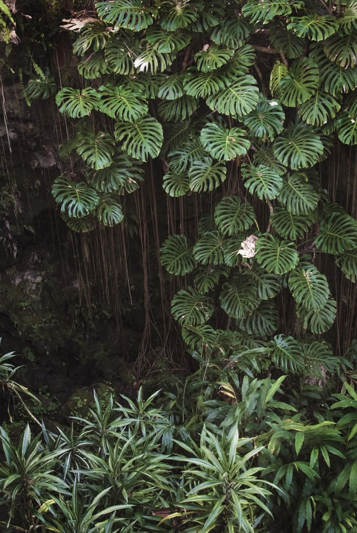 the jungle is full of green plants and trees