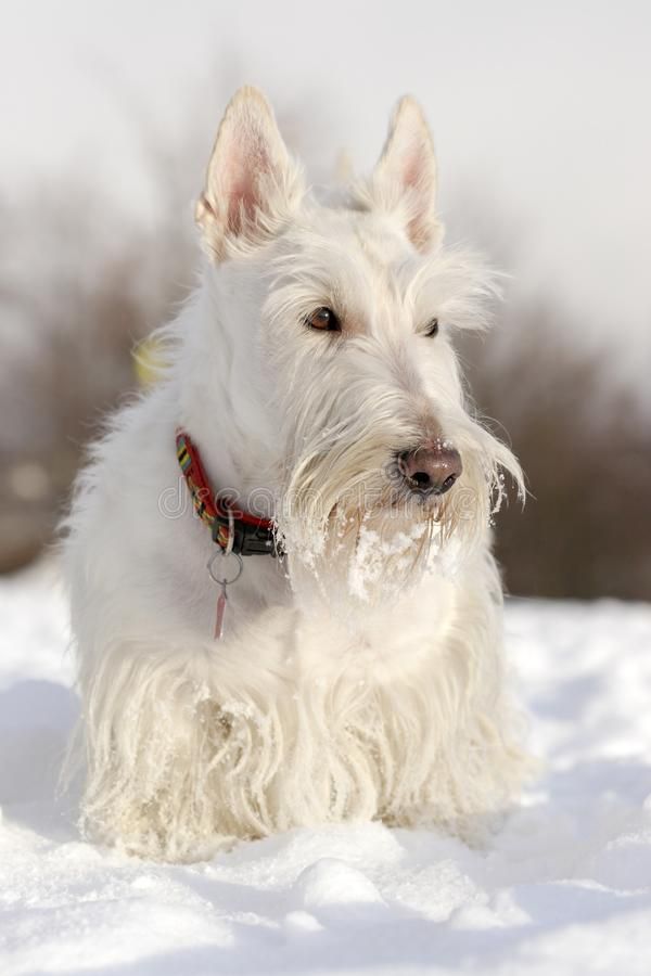 a white dog sitting in the snow with his head turned to look at the camera