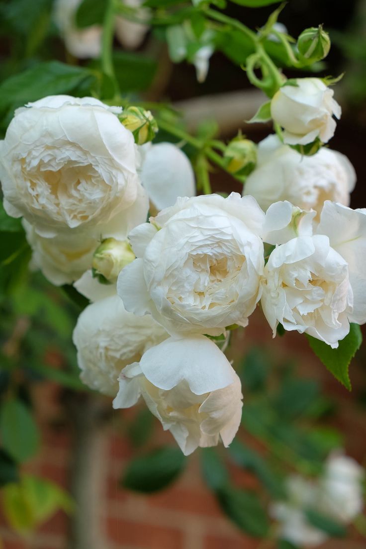 white flowers are blooming on a tree in front of a brick wall and green leaves