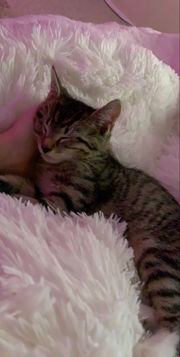 a cat sleeping on top of a fluffy pink blanket