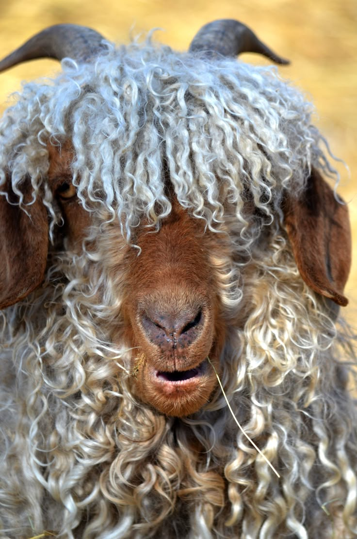 a close up of a goat with curly hair