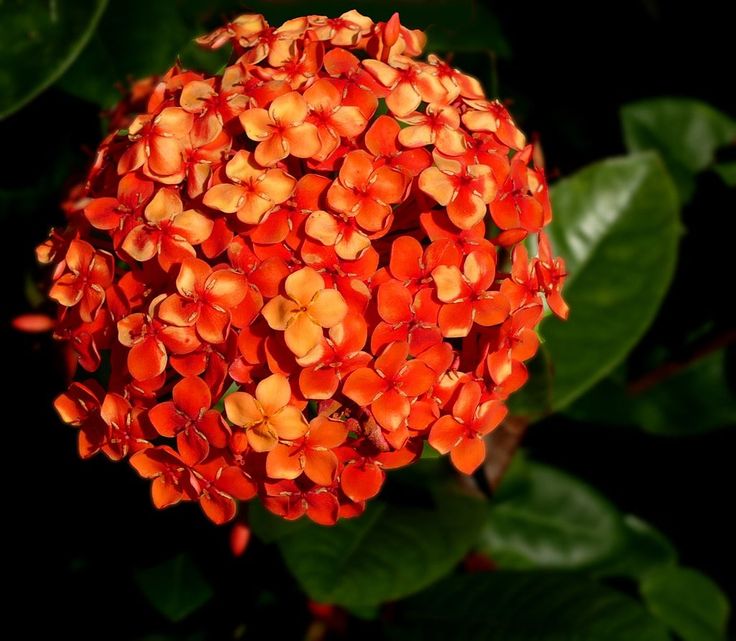 an orange flower with green leaves in the background