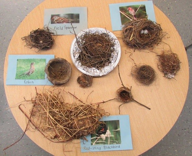 several birds nests are arranged on a table with pictures and cards around them,