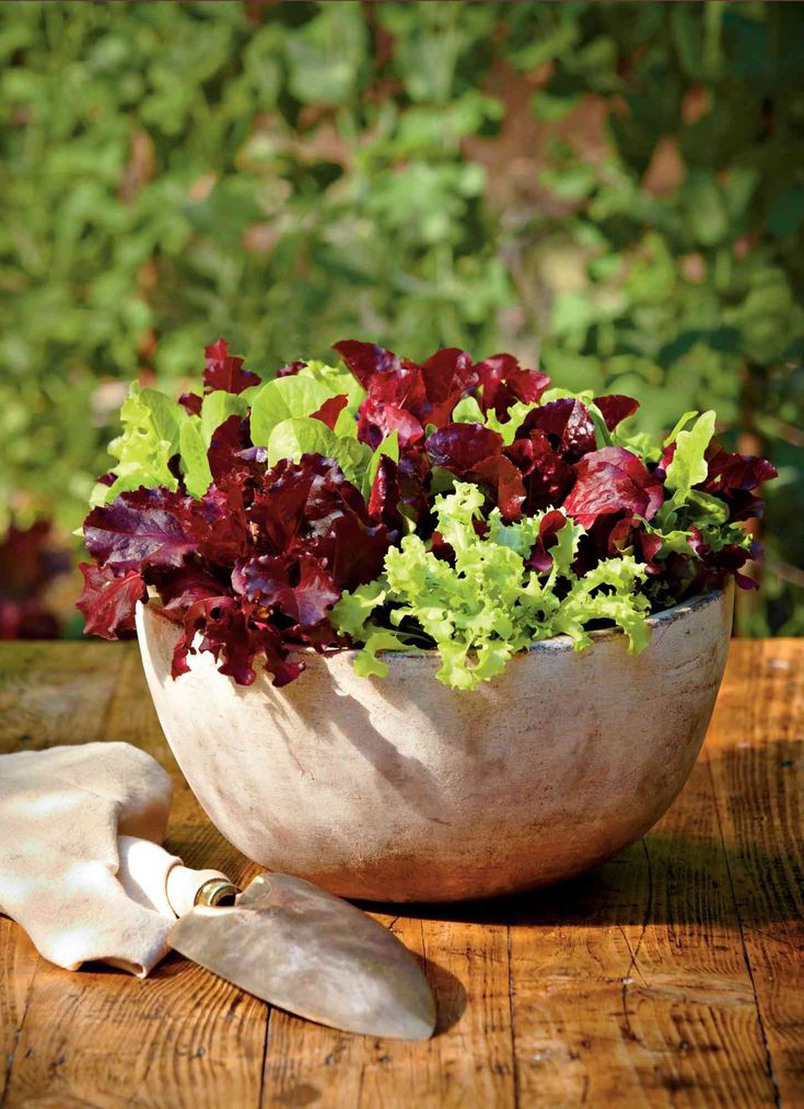 a bowl filled with lettuce sitting on top of a wooden table