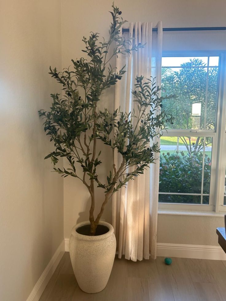 a potted plant sitting in front of a window on top of a hard wood floor