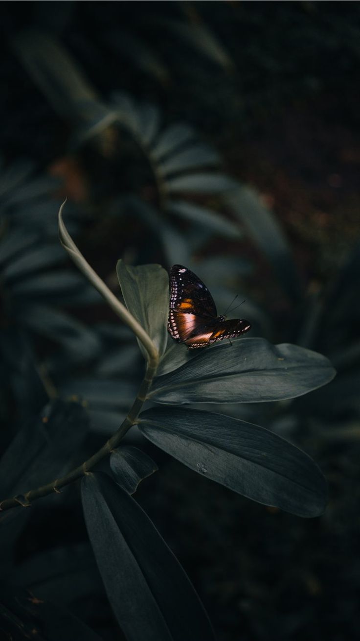 a butterfly sitting on top of a leaf in the dark night time, with only one wing visible