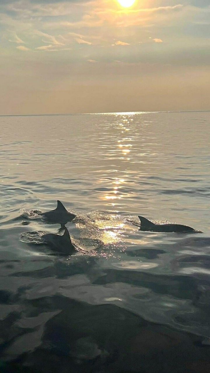 two dolphins swimming in the ocean at sunset