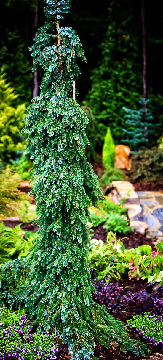 a very tall pine tree sitting in the middle of a garden