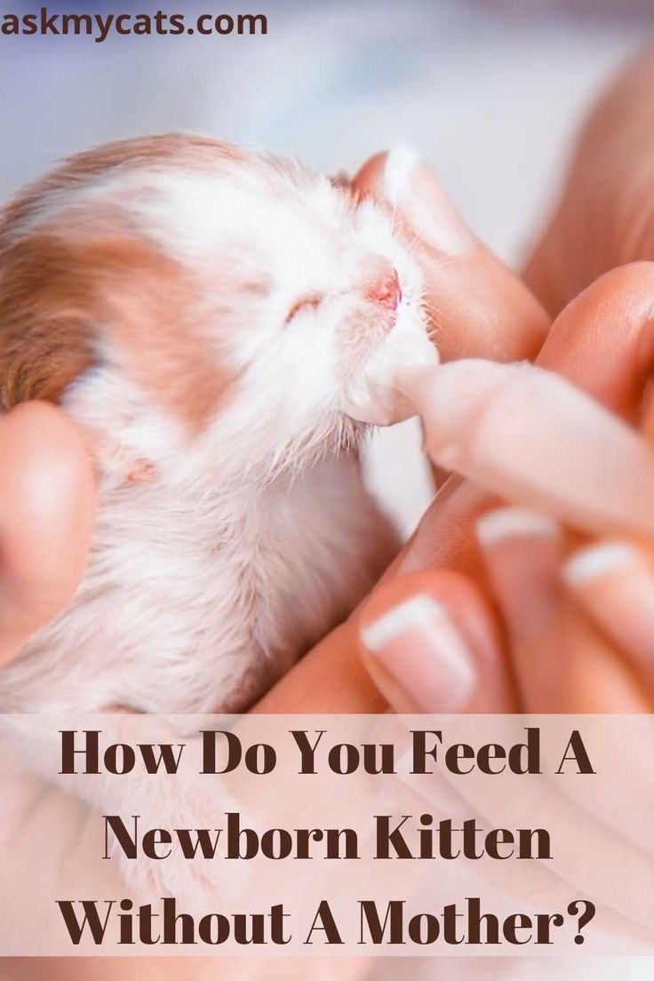 What To Feed Newborn Kittens In An Emergency?
#NewbornKittens #cat #feed Bottle Feeding Newborn, Cat Birth, Feeding Kittens, Raising Kittens, Kitten Formula, Pregnant Cat, Small Kittens, Newborn Kittens, Foster Kittens