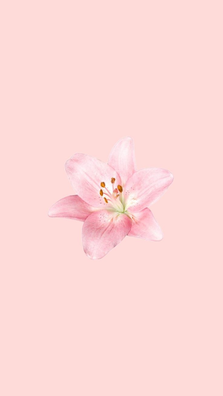 a pink flower on a pink background with space for the word love written below it