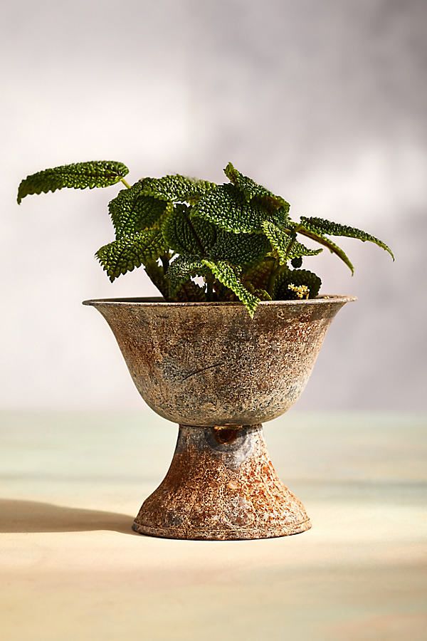 a potted plant sitting on top of a table