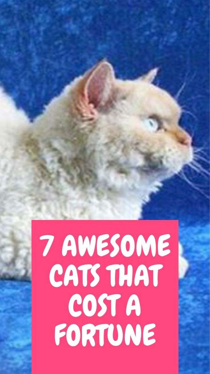 7 Awesome Cats That Cost a Fortune Cat Aesthetic Background, Drawing Ideas Easy Cat, Cats Cute Pics, Cat Aesthetic Drawing, Cat Aesthetic Icon, Cat Memes Hilarious, Background Cat, Draw Cat, Simple Cat Drawing