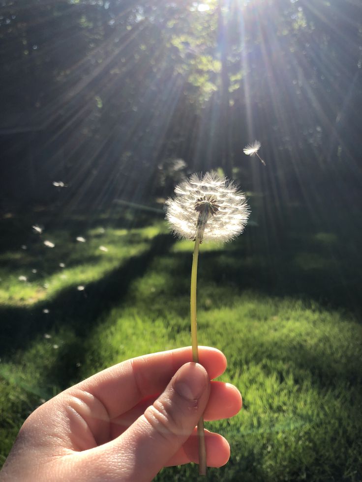 a person holding a dandelion in their hand while the sun shines brightly