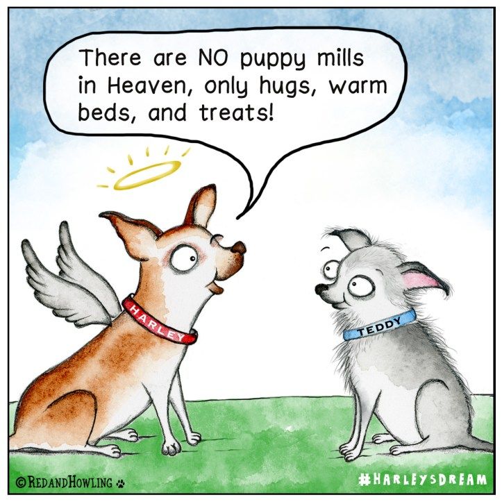 there are no puppy mills in heaven, only hugs, warm beds, and treats