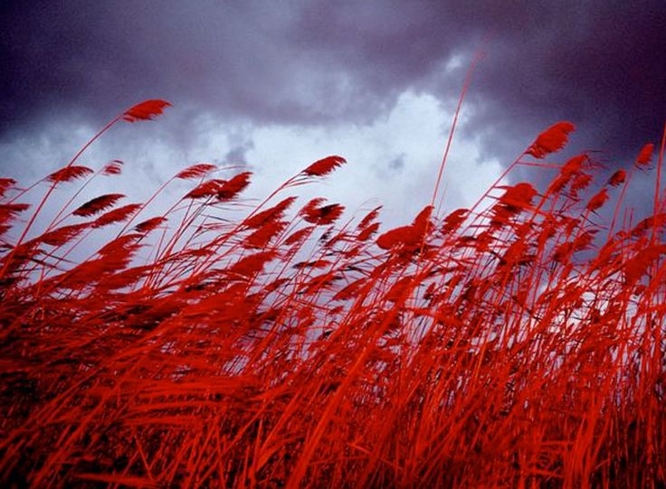 red grass in the foreground with storm clouds in the background