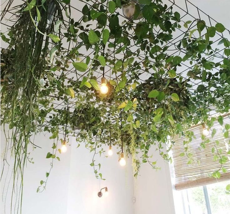 some green plants hanging from the ceiling in a room